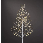 Árvores Brancas Quentes De Bétula iluminada