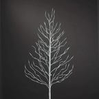 Árvores Brancas Quentes De Bétula iluminada