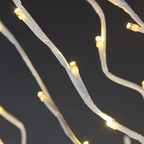 Árvores Brancas Quentes De Bétula iluminada