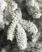 Árvore de Natal Nevada Frosted Fraser com Galhos Articulados, Suporte Metálico e Micro LEDs Embutidos